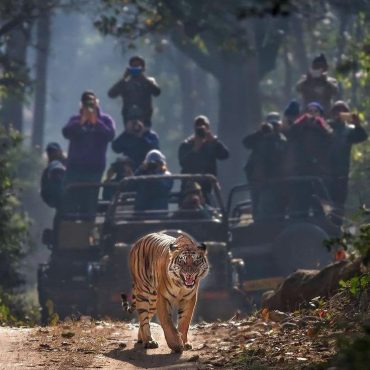 Jim Corbett National Park